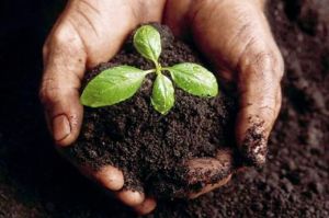 rich soil