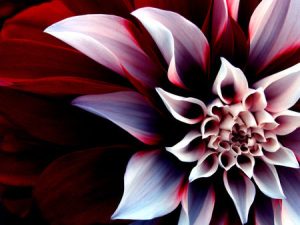 Beautiful-flower-02